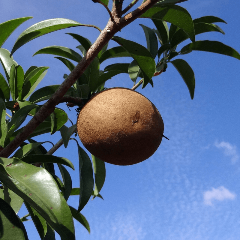 Chikoo, Sapodilla Seeds plant