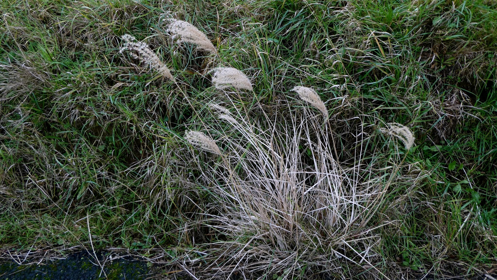 Reference image for Miscanthus sinensis