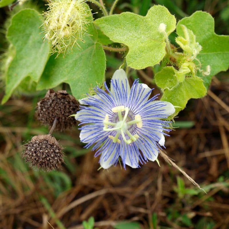 Stinking Passionflower Seeds (Passiflora foetida) plant