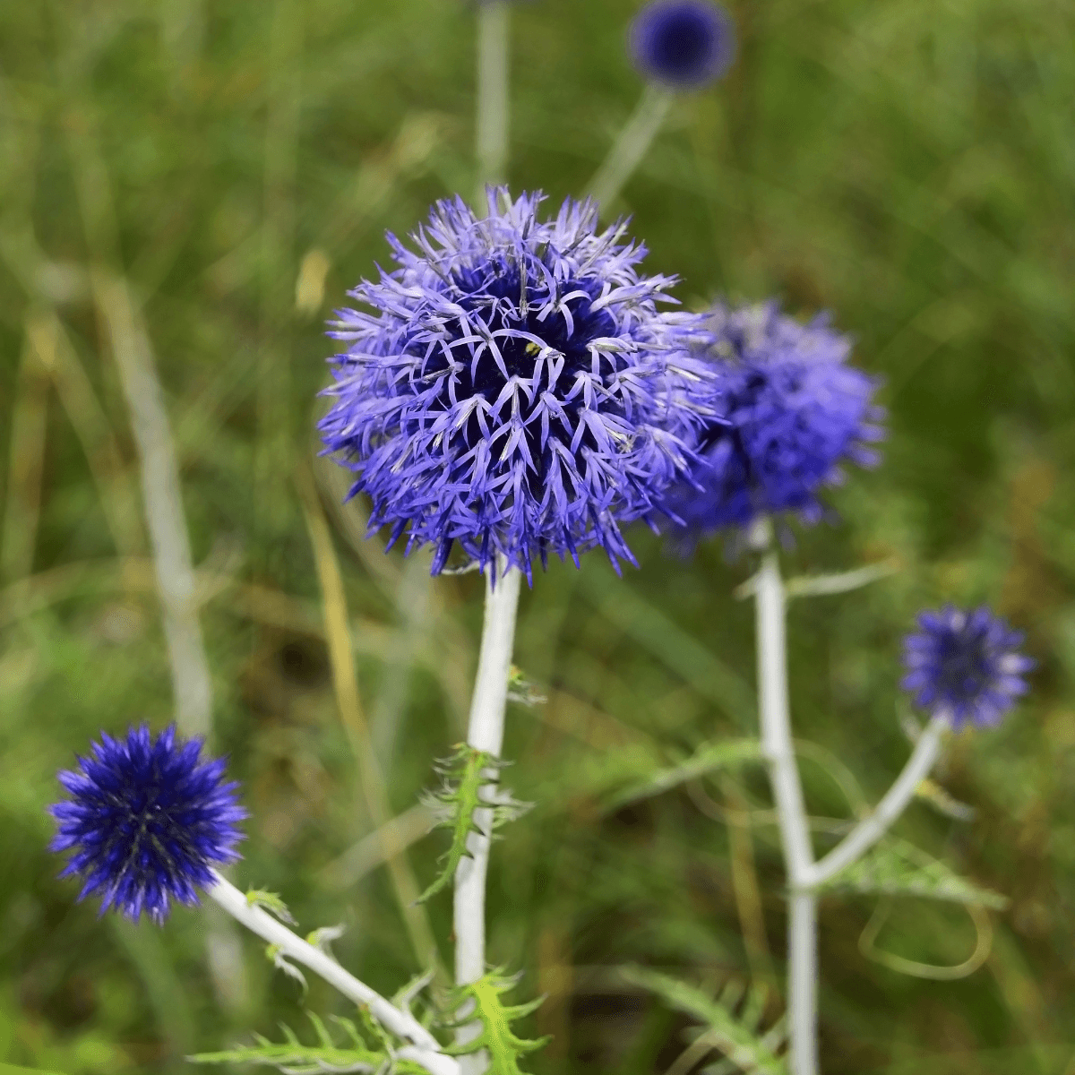 Globe thistle, Echinops sphaerocephalus Seeds plant