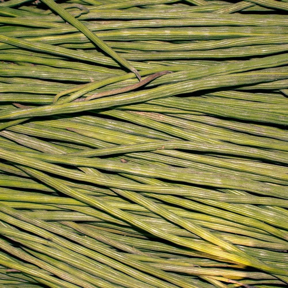 Singra (Mongra) Seeds plant