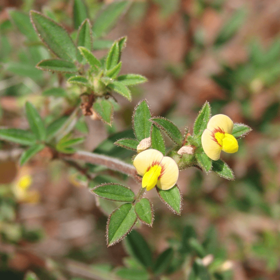 Shrubby stylo Seeds plant