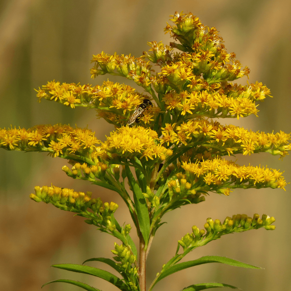 Goldenrod, Solidago Seeds plant