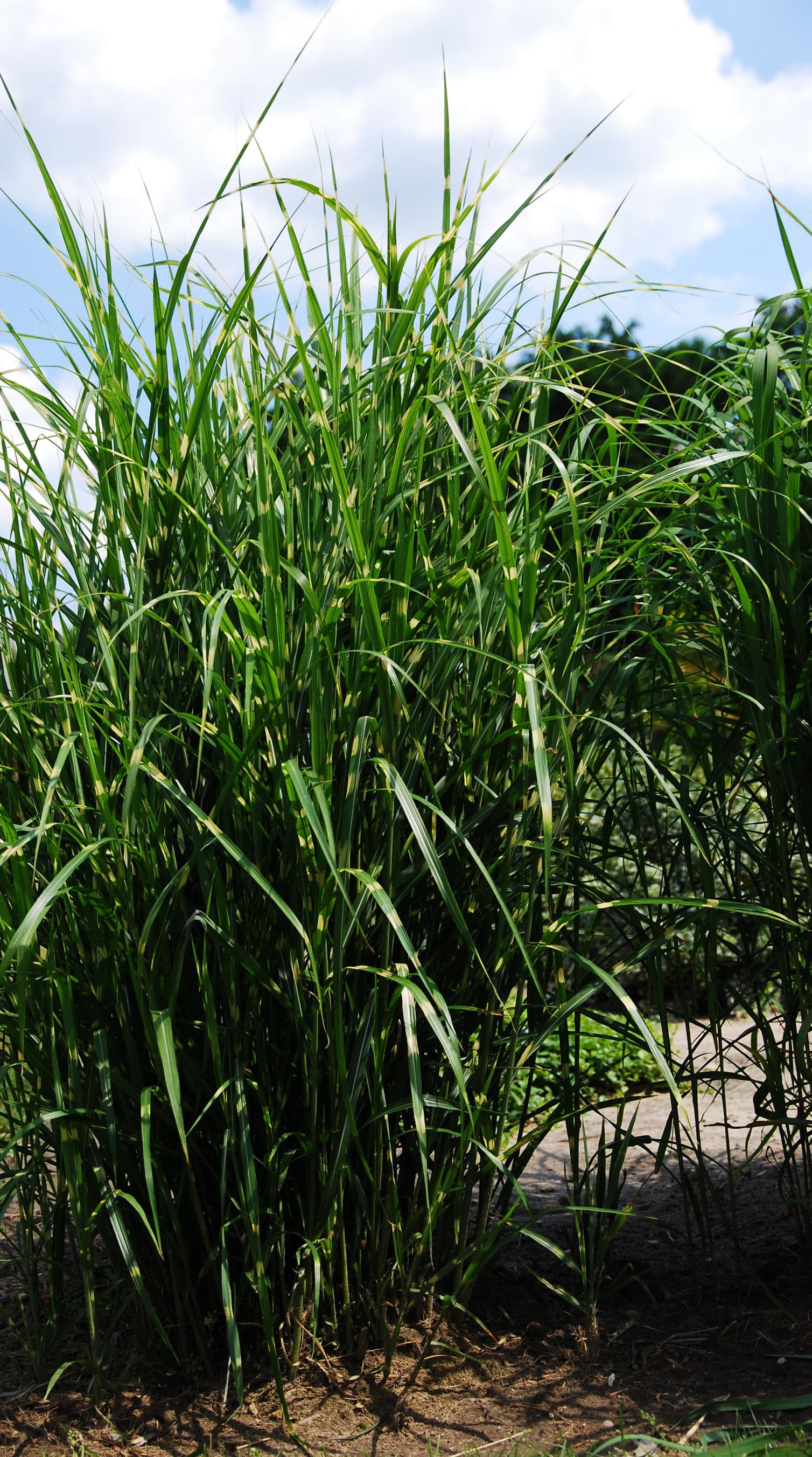 Reference image for Miscanthus sinensis