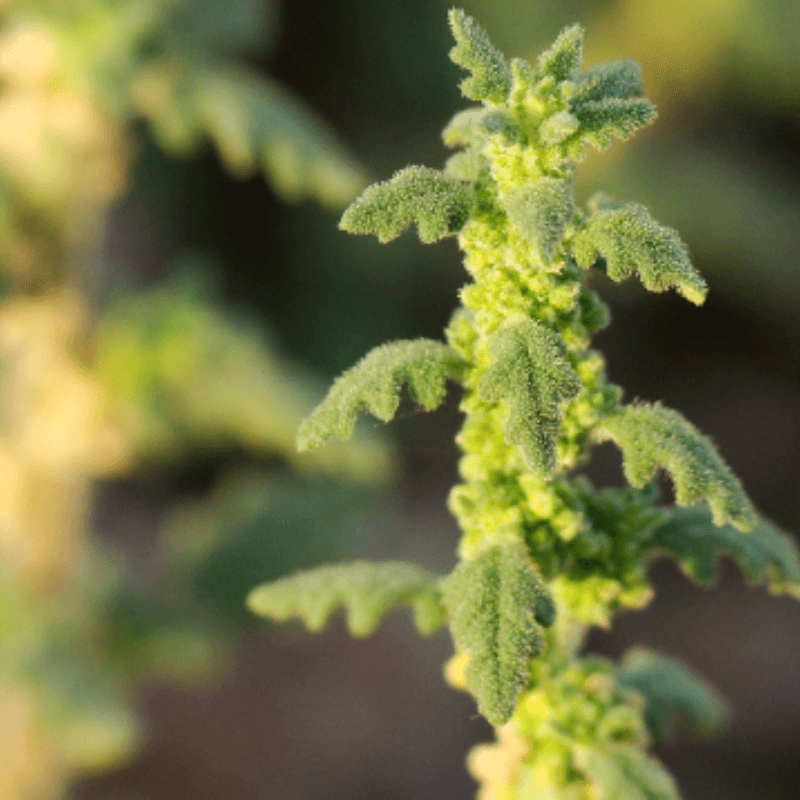 Clammy goosefoot Seeds plant