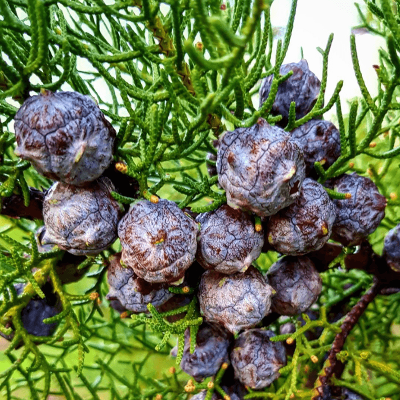 Conifer Seeds seed collection
