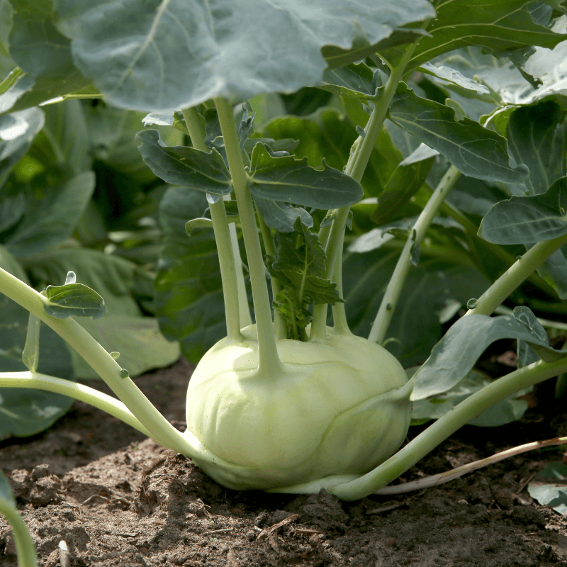 Kohlrabi knol khol