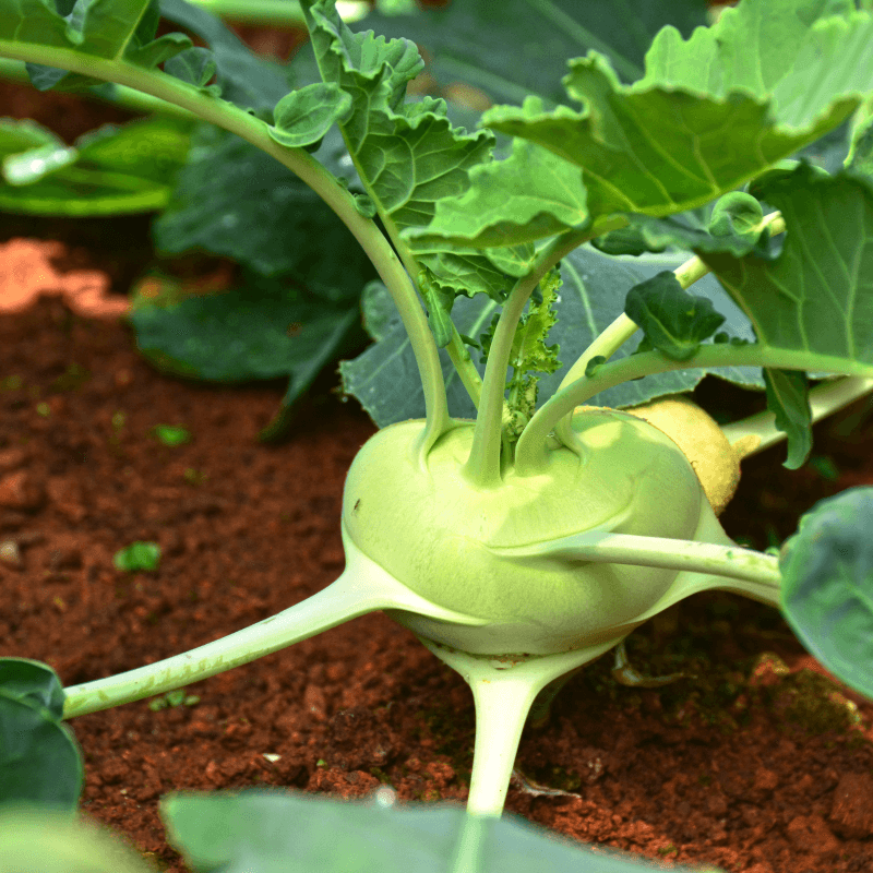 Kohlrabi knol khol Seeds
