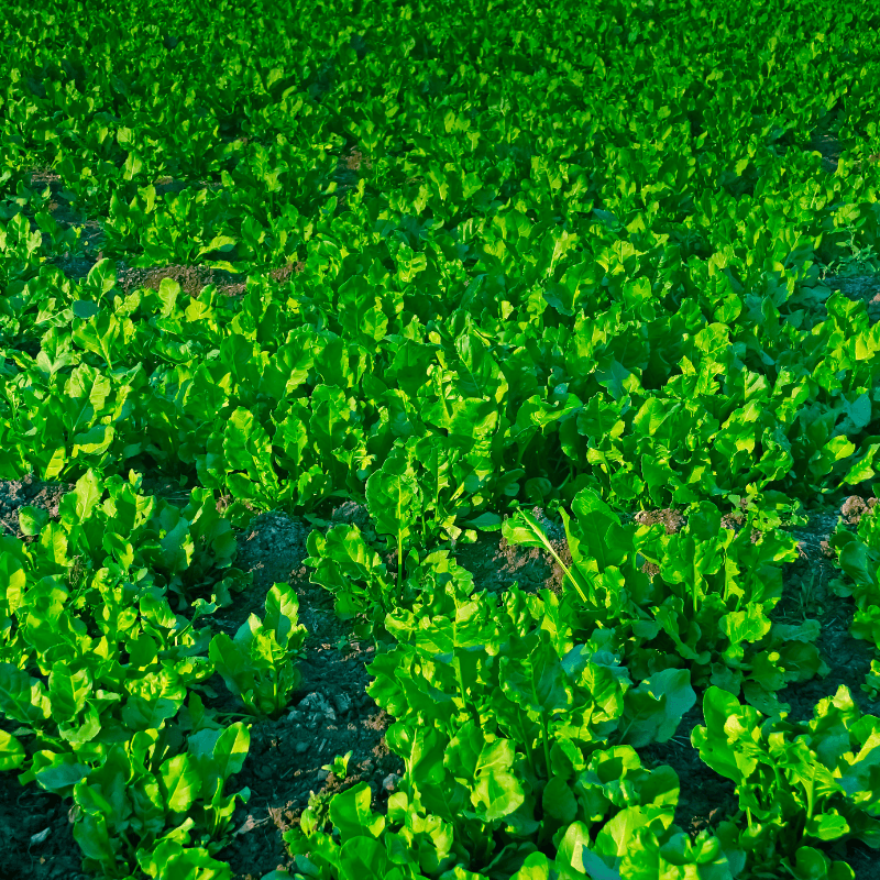 Palak (spinach) all green