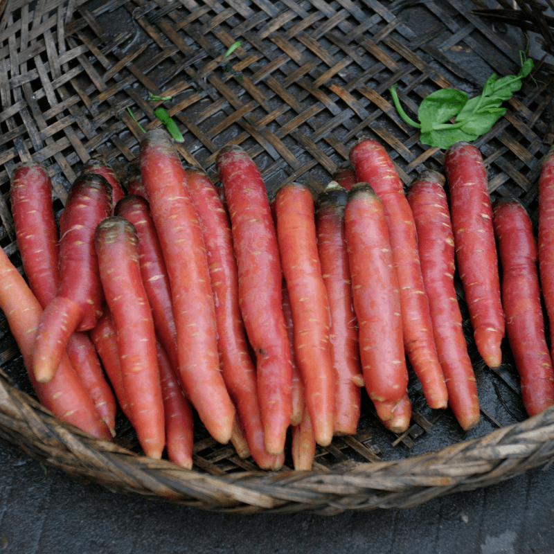 Carrot red beauty