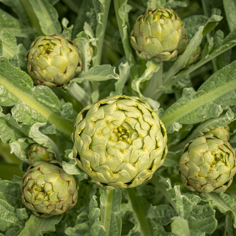 Artichoke & Asparagus Seeds seed collection