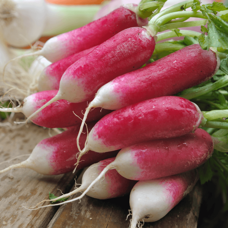 China Rose Radish Seeds