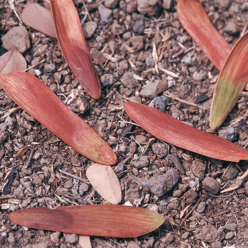 Anjan, Hardwickia binata Seeds