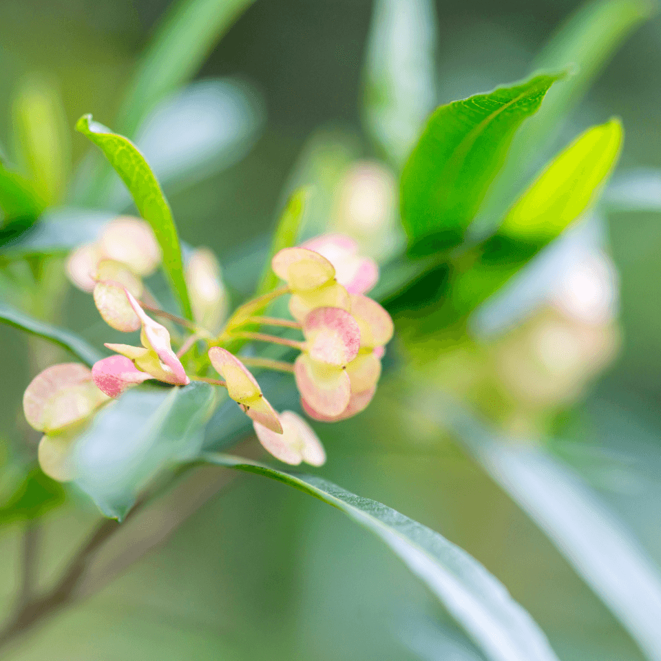 Dodonaea Viscosa, Hopbush