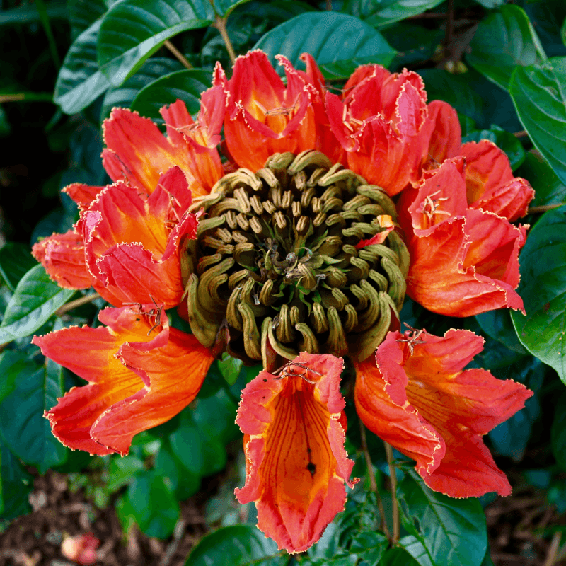 African tulip tree
