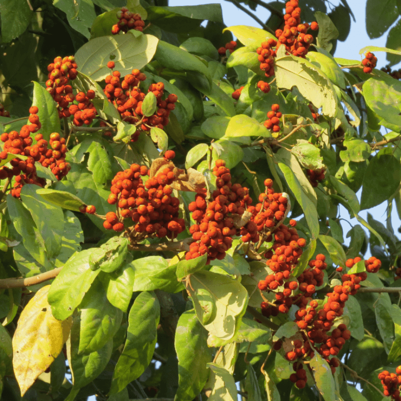 Kamala tree, Red kamala Seeds