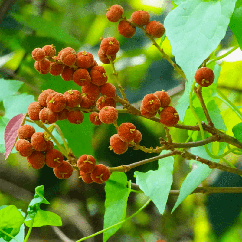 Kamala tree, Red kamala