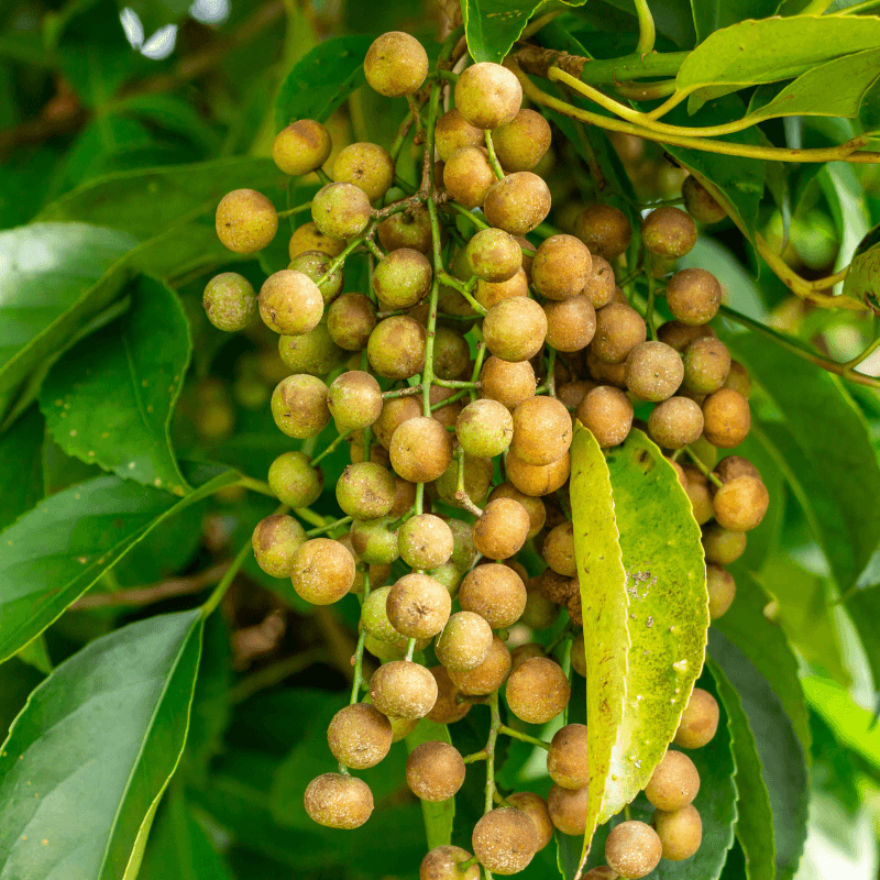 Bishop wood Seeds