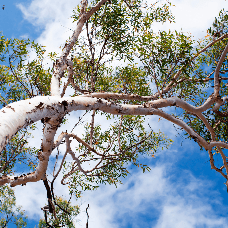River Red Gum