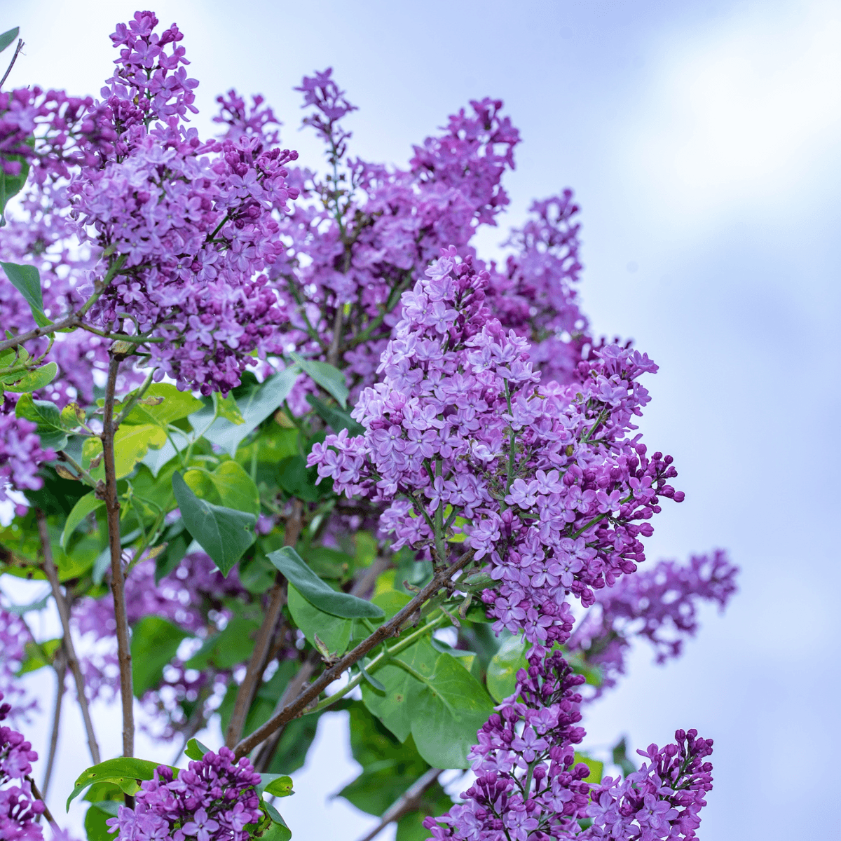 Chinese lilac, syringa