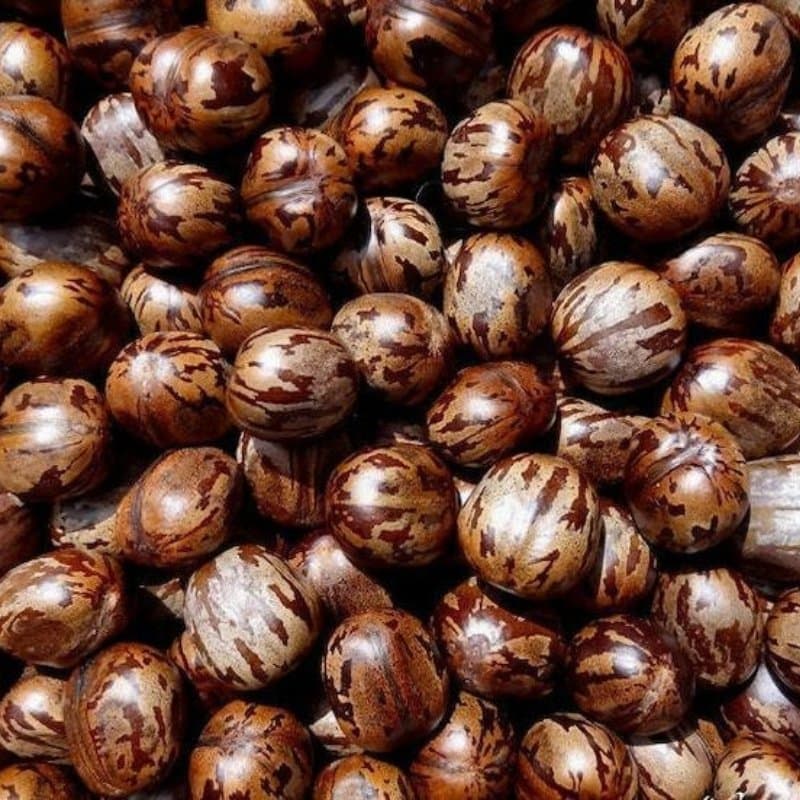 Rubber tree, Hevea Seeds