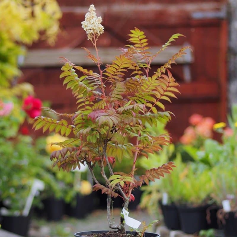 False Spirea Seeds (Sorbaria sorbifolia)
