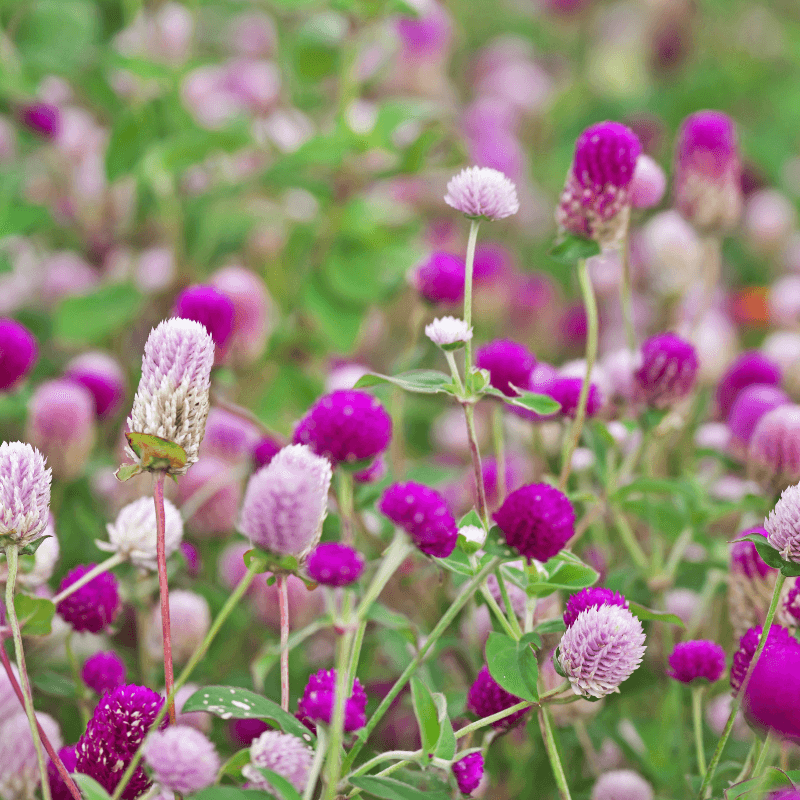 Gomphrena Mixed Color Seeds