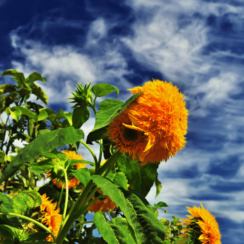Dwarf Sungold (Teddy Bear) Sunflower Seeds