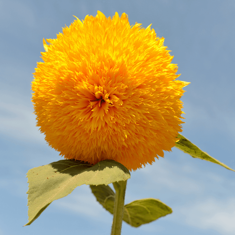 Dwarf Sungold (Teddy Bear) Sunflower Seeds