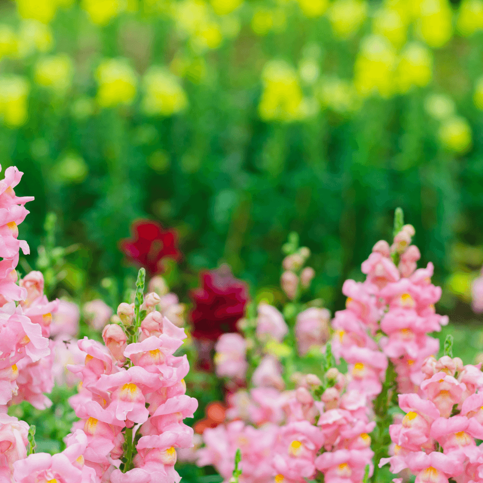 Snapdragon flower mix colours Seeds — product photo 9