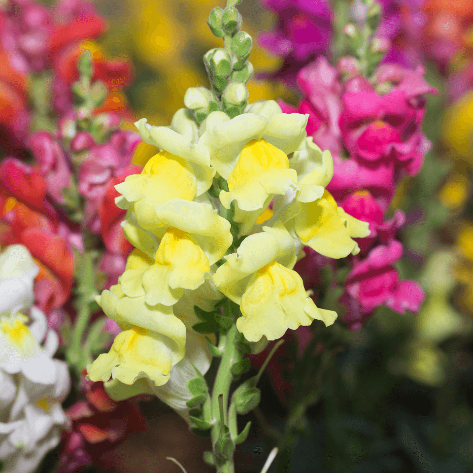 Snapdragon flower mix colours Seeds — product photo 7