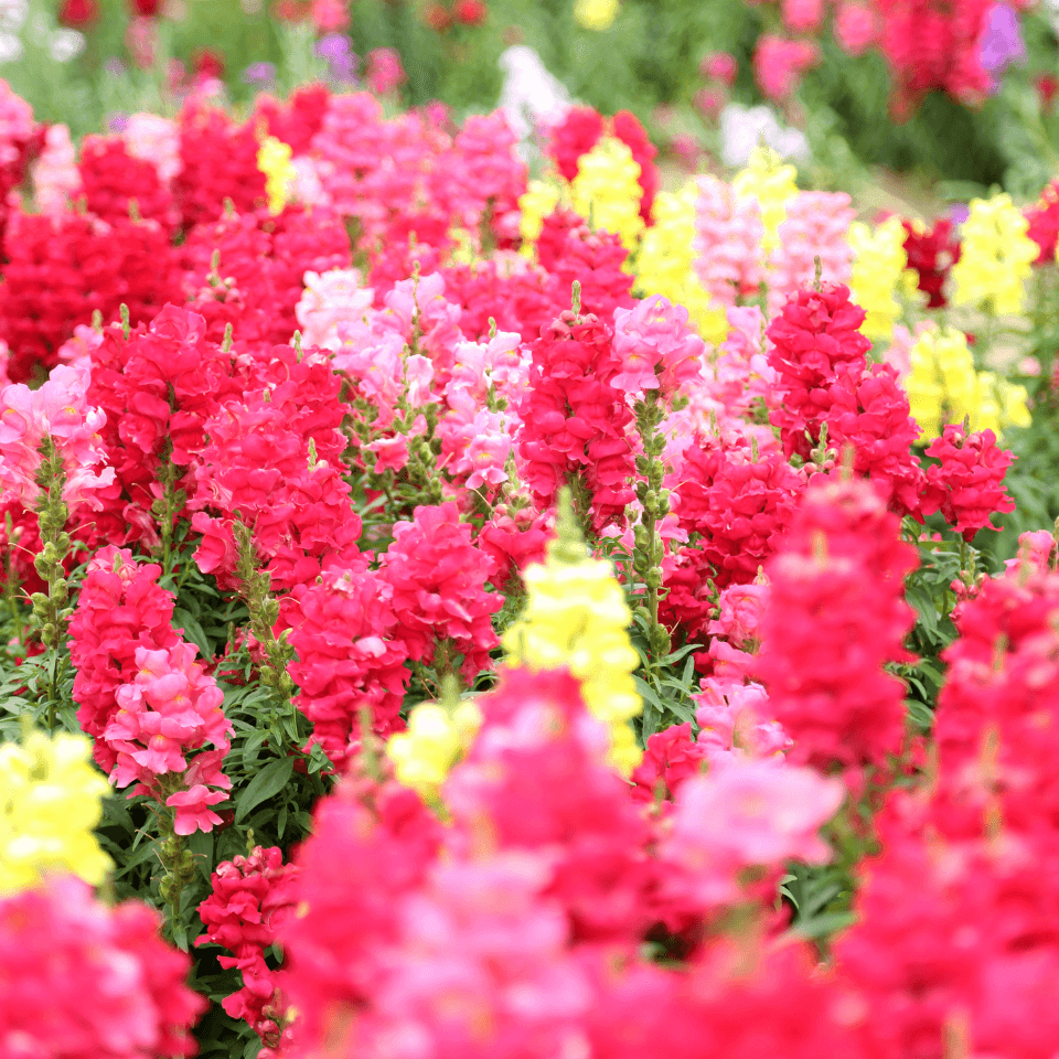 Snapdragon flower mix colours Seeds