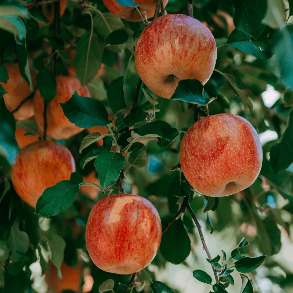 Himalayan apple mix Seeds — product photo 8