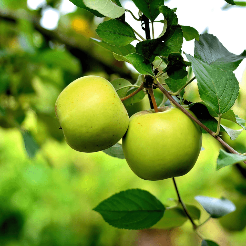 Himalayan apple mix Seeds — product photo 6