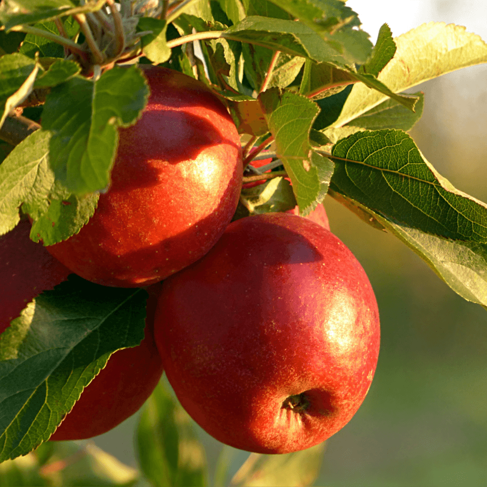 Himalayan apple mix Seeds — product photo 4