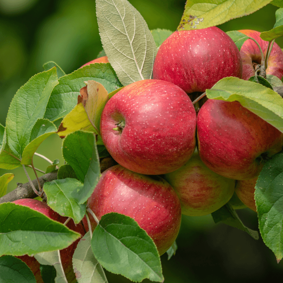 Himalayan apple mix Seeds — product photo 9