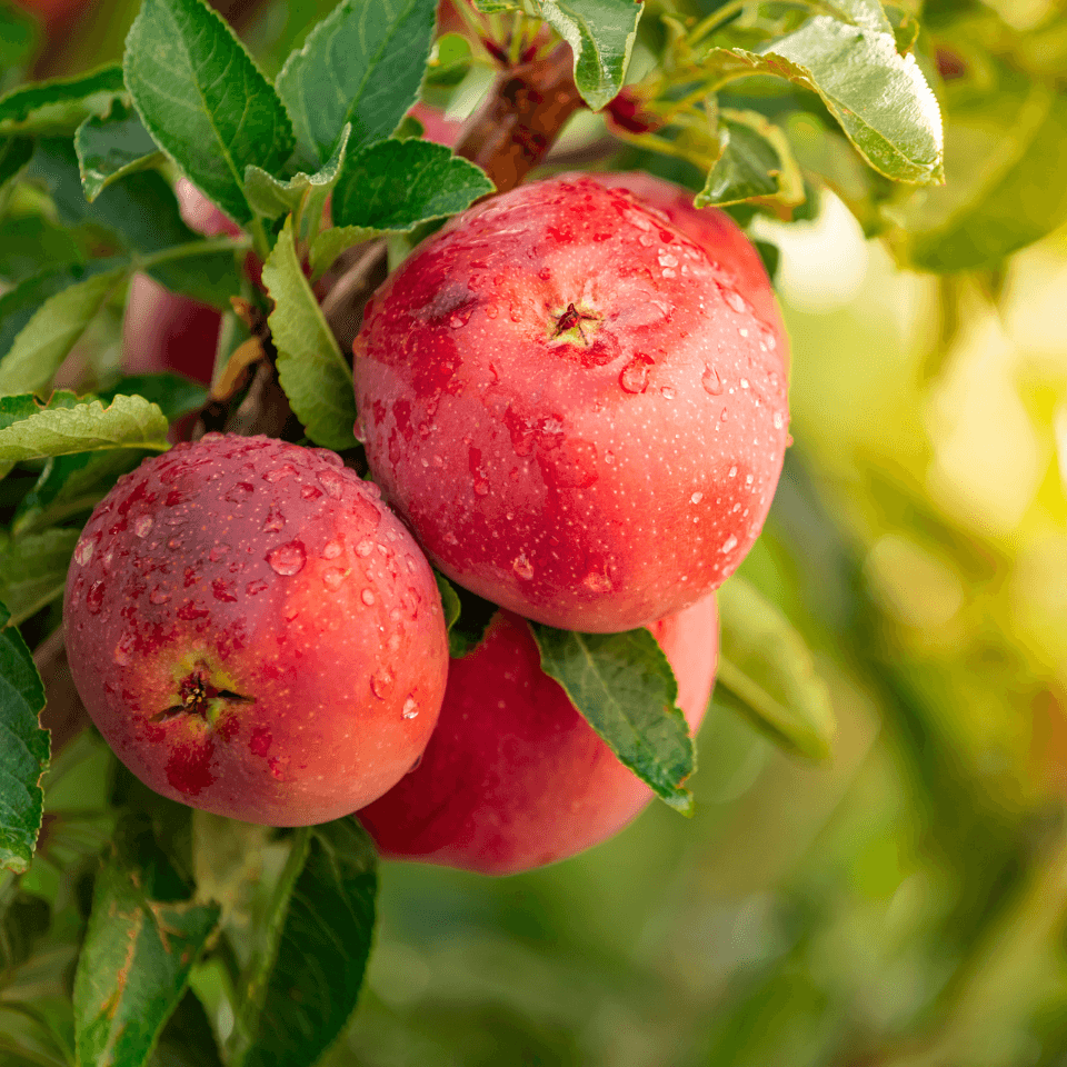 Himalayan apple mix Seeds — product photo 7
