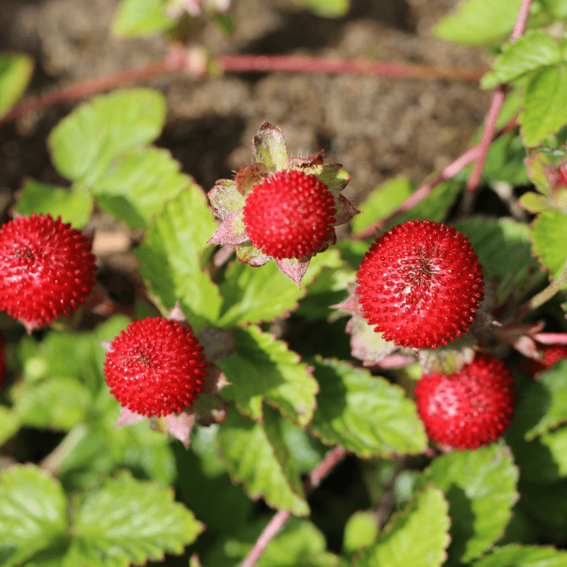 Duchesnea, Mock strawberry, Indian-strawberry