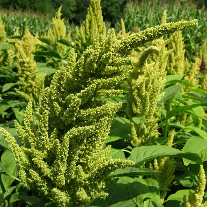 Amaranth green