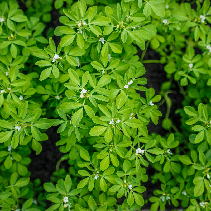 Fenugreek