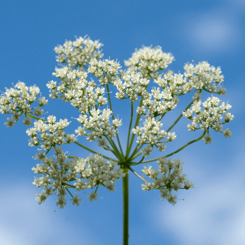 Anise