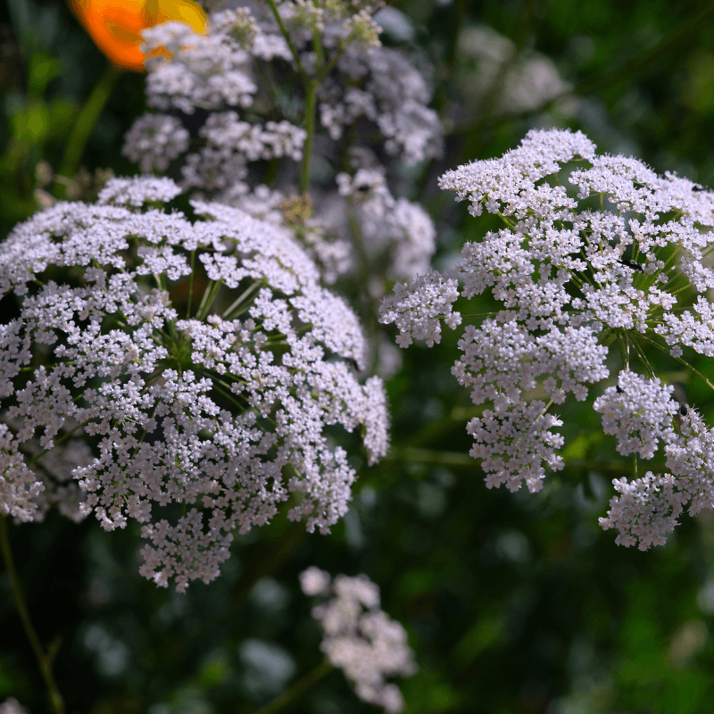 Anise Seeds