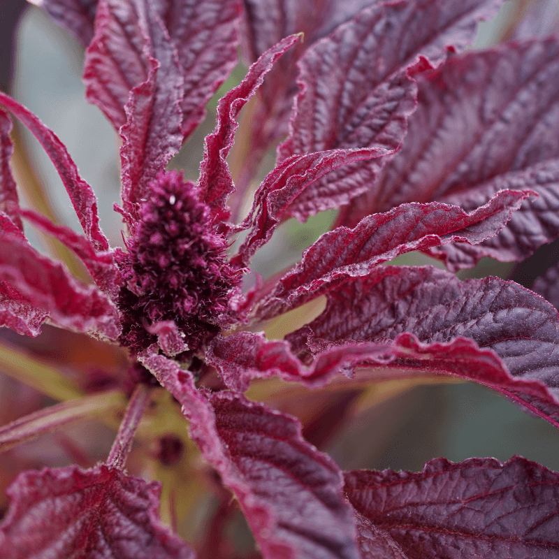 Amaranthus red Seeds