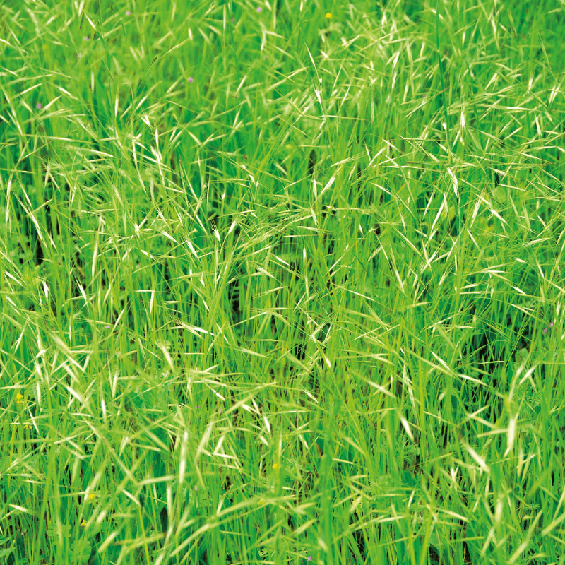 Rescuegrass, Grazing brome