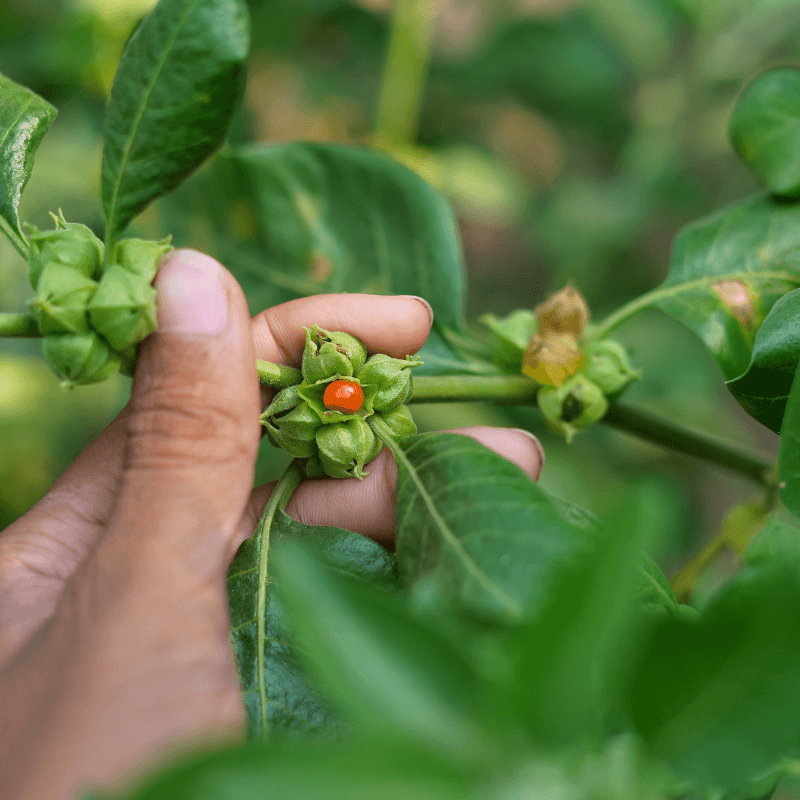 Ashwagandha