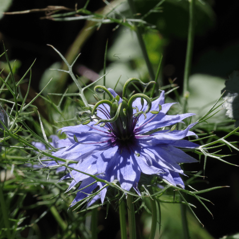 Black Cumin