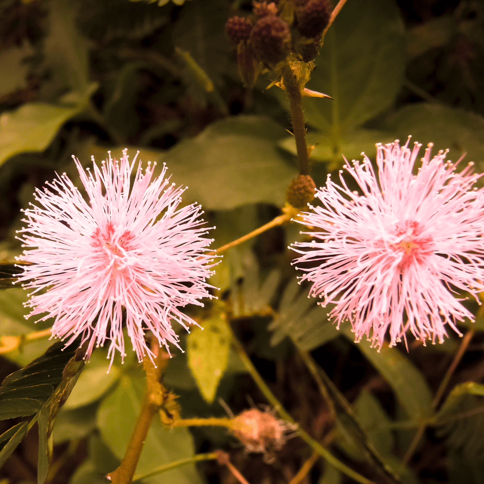 Mimosa Pudica, Touch me not