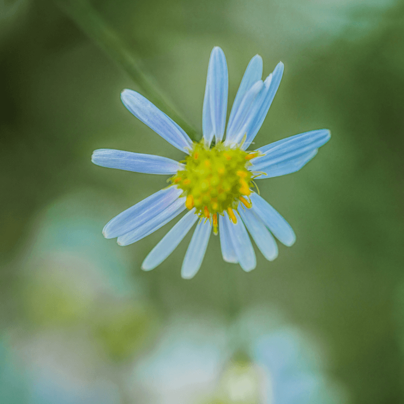 Panicled aster, Lance-leaved aster