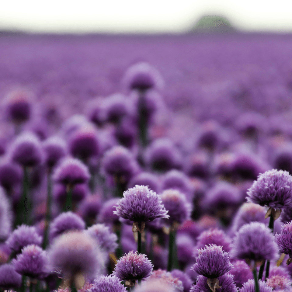 Scallion purple flower, Allium atropurpureum