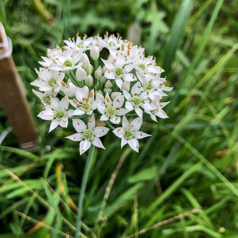 Garlic chives, Allium tuberosum